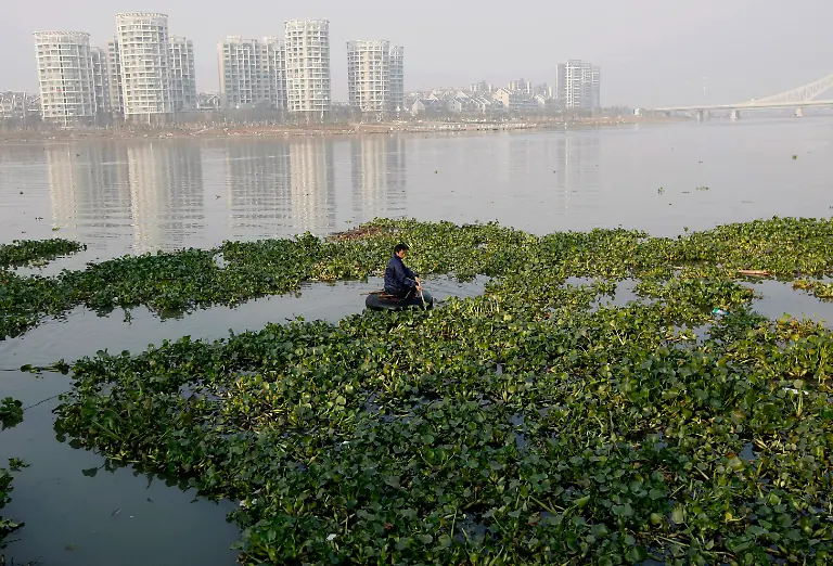 China-Wachstum-Hyacinths