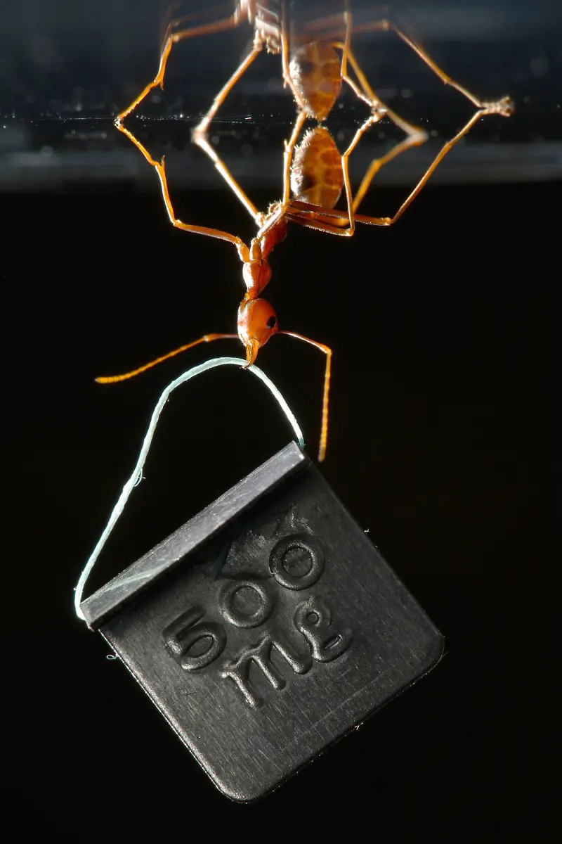 2pdq0325-jpg8553212267439105345