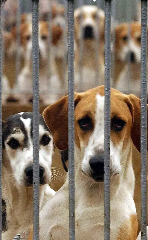 hunde