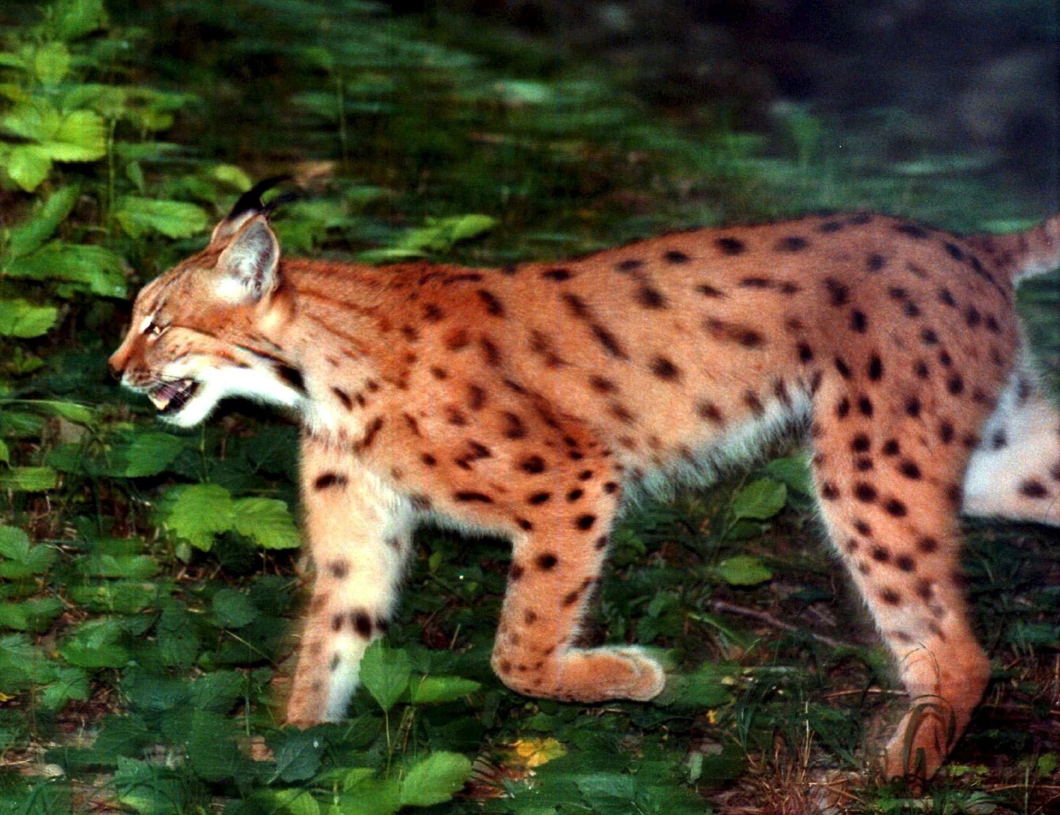 Der Luchs ist ein perfekt getarntes Raubtier, ...