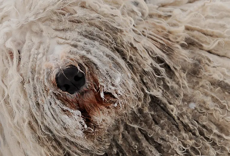 2om50400-jpg3366720232973015586