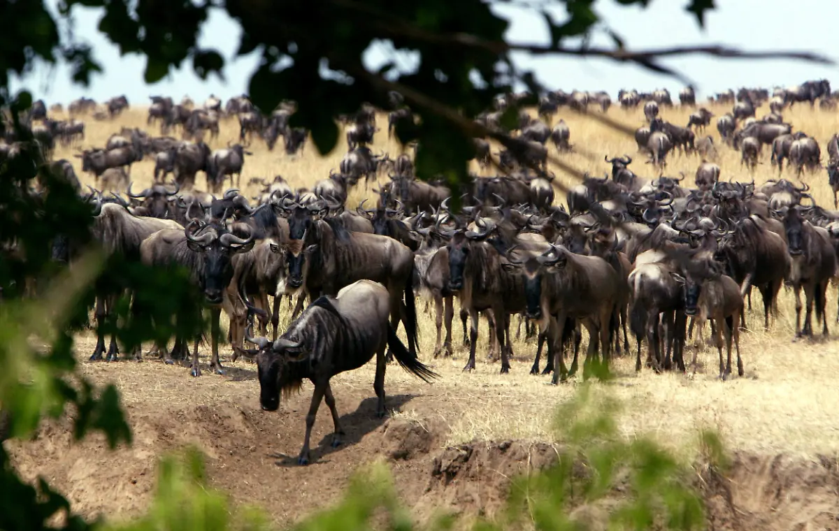 Serengeti-Tansania-herde