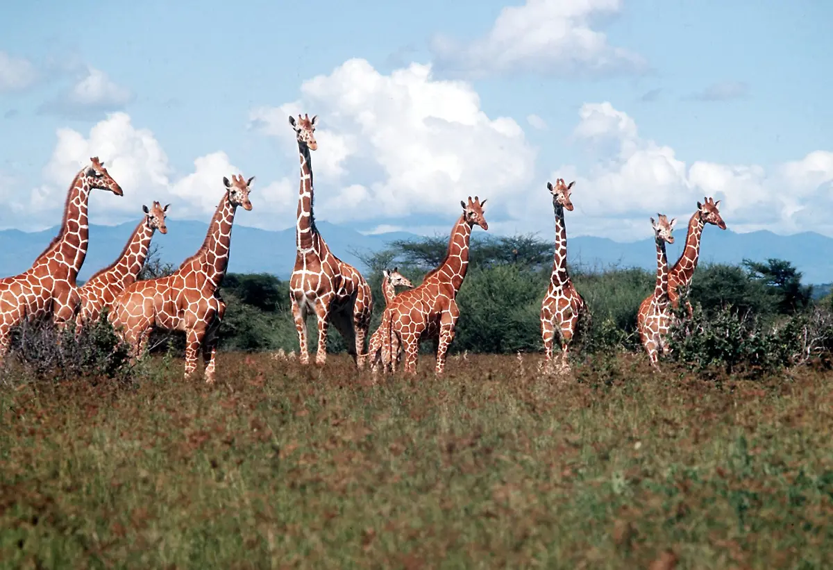 Giraffen-im-Serengeti-Nationalpark-in-Tansania