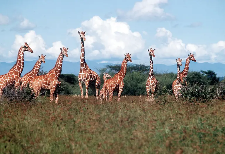 Giraffen-im-Serengeti-Nationalpark-in-Tansania