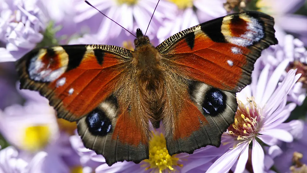 Schmetterling