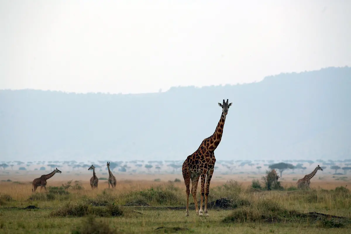 Giraffen-im-Masai-Mara-Naturschutzgebiet