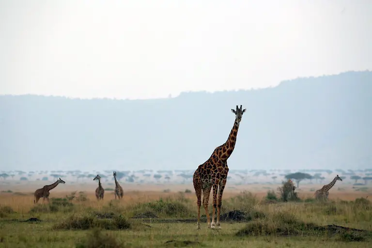Giraffen-im-Masai-Mara-Naturschutzgebiet