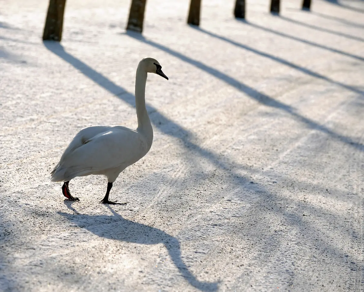 2oh02007-jpg2270712843829667519