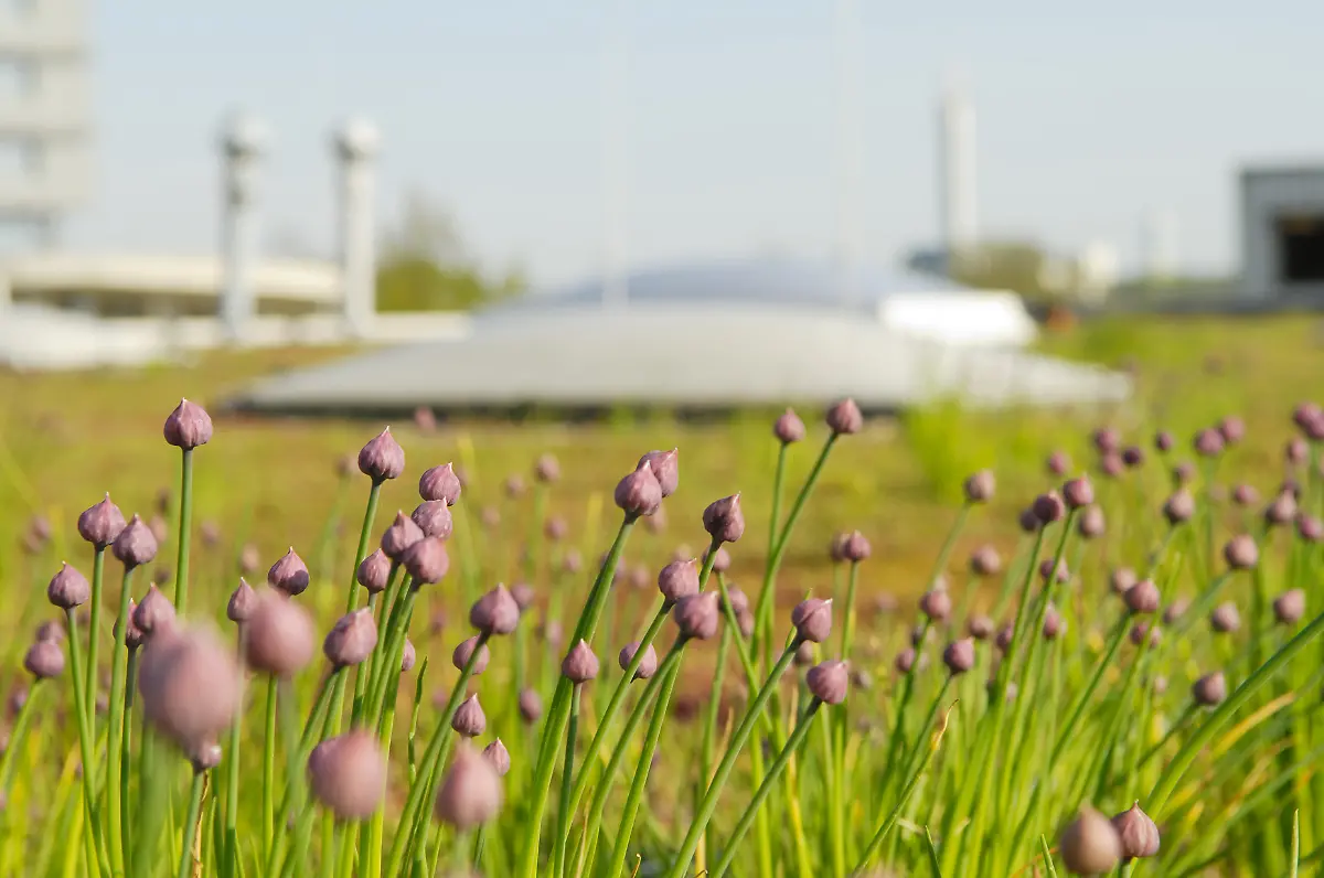 MEDIA-0805-Begruente-Hallendaecher-3