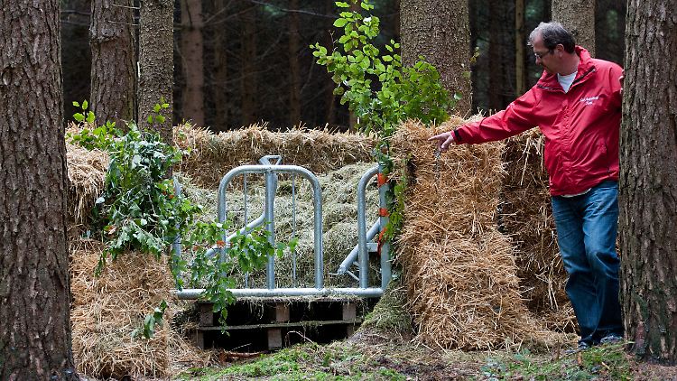 Geschickt getarnt ist die Futterfalle, in die Yvonne gelockt werden soll.