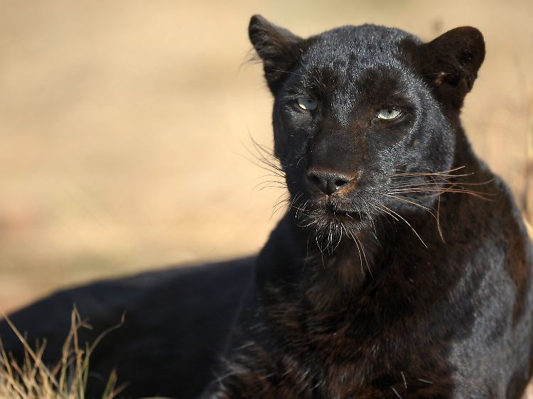Erst sind exotische Tiere klein und niedlich, dann werden sie nicht selten von ihren Besitzern ausgesetzt.