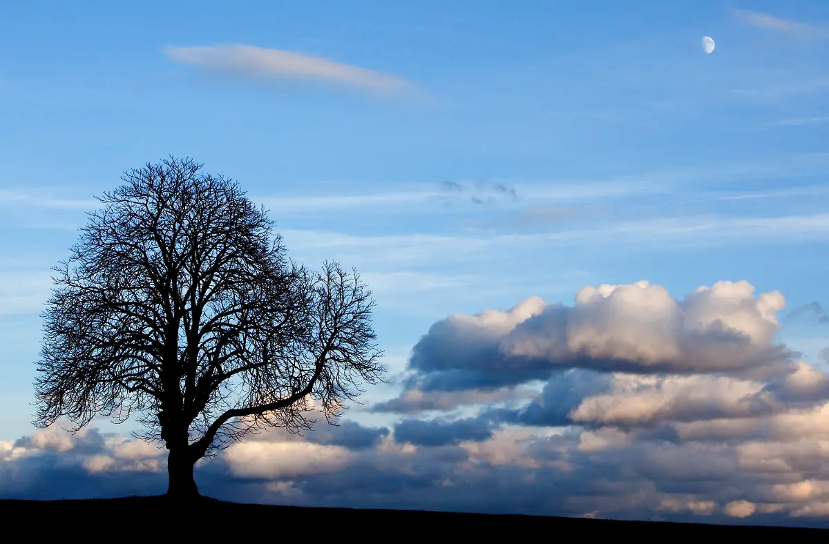 2nto1040-jpg3582496610276840250