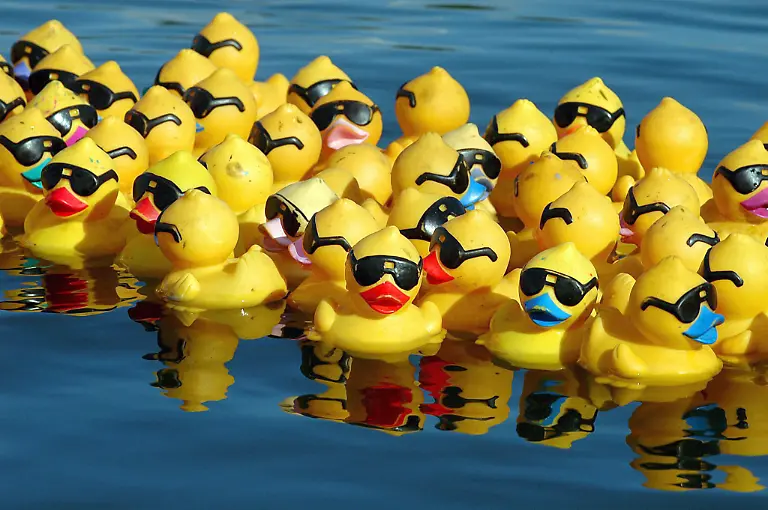 gelbe-enten-irrtum-lila-kuh