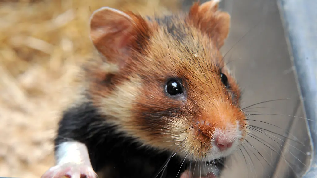 hamster