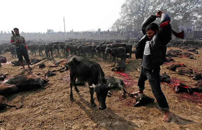 Nepal-Animal-Sacrifice-DEL179-jpg3586180001523348762