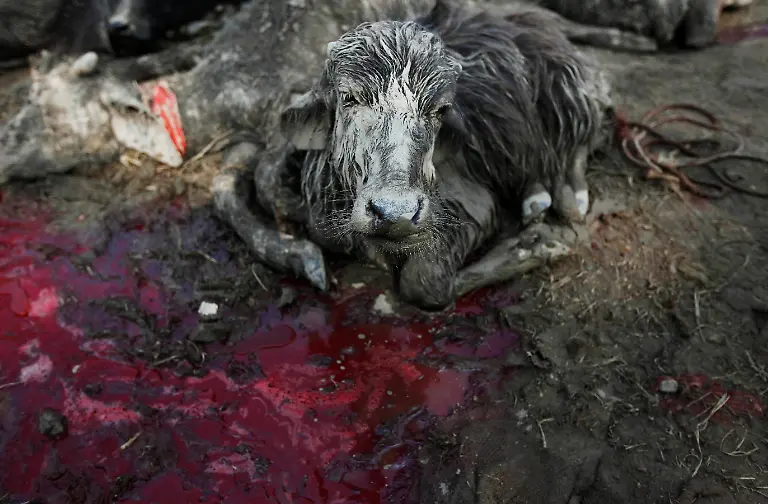 Nepal-Animal-Sacrifice-DEL181-jpg4452804283823902320