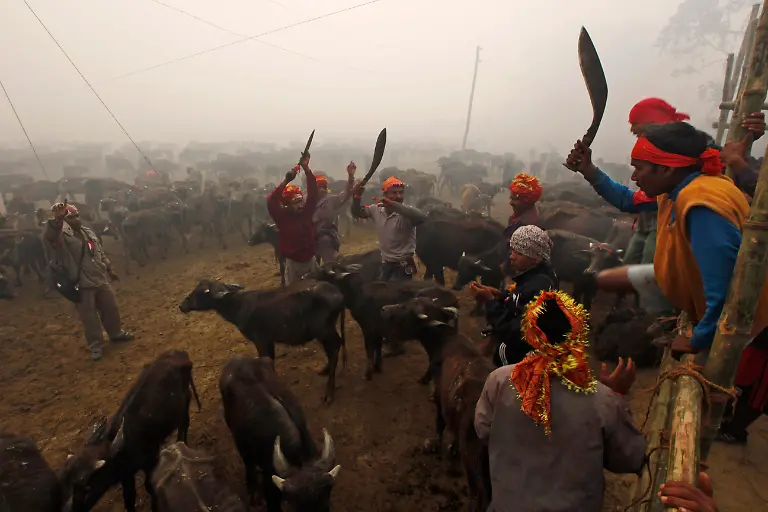 Nepal-Animal-Sacrifice-DEL174-jpg3918074420861235590