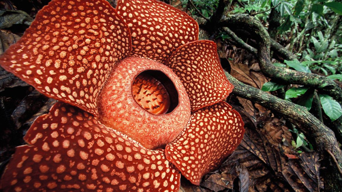 Attraktion im Regenwald: Stink-Blume soll Touristen locken - ntv.de
