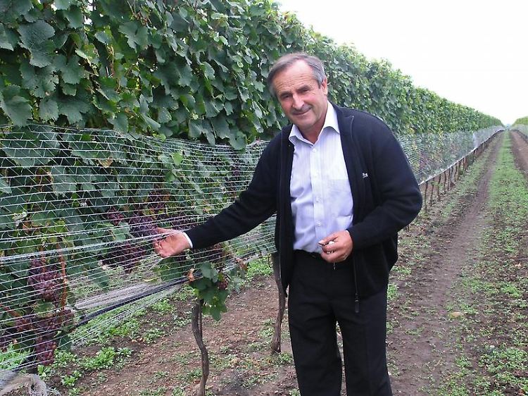 Netze gegen die Stare: Winzer wie Franz Heiss müssen ihre Trauben vor den vielen Vögeln in der Neusiedler-See-Region schützen.