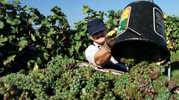 Weinbauer um Burgenland.