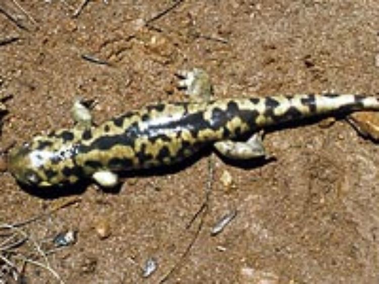 Ein Tigersalamander.