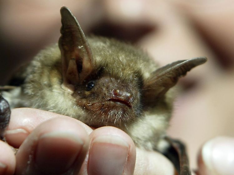 Eine Große Mausohr-Fledermaus.