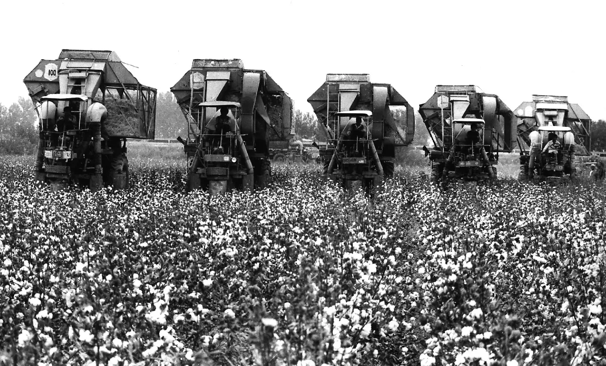 Maschinelle-Baumwollernte