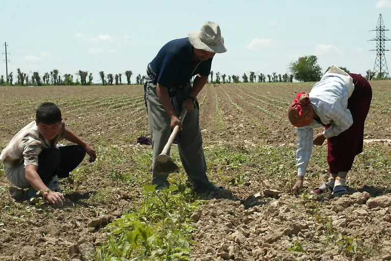 usbekistan-baumwolle