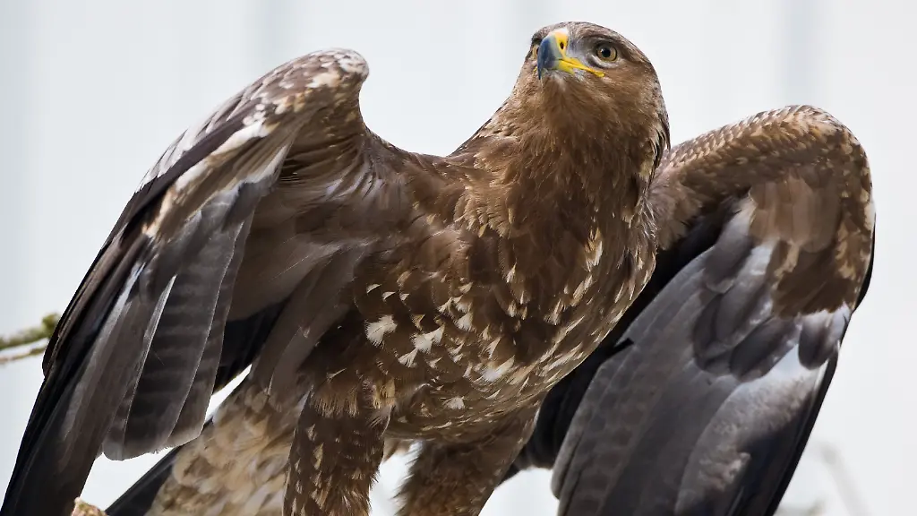 2nbq2459-jpg4961641239084396393