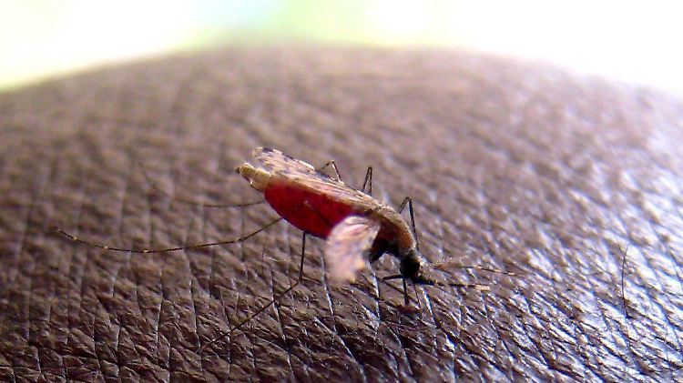 Die Anopheles-gambiae ist für die meisten Malaria-Fälle in Afrika verantwortlich.