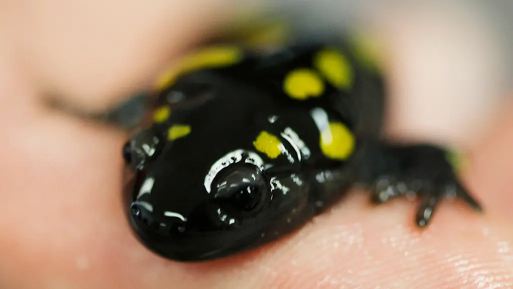 Salamander