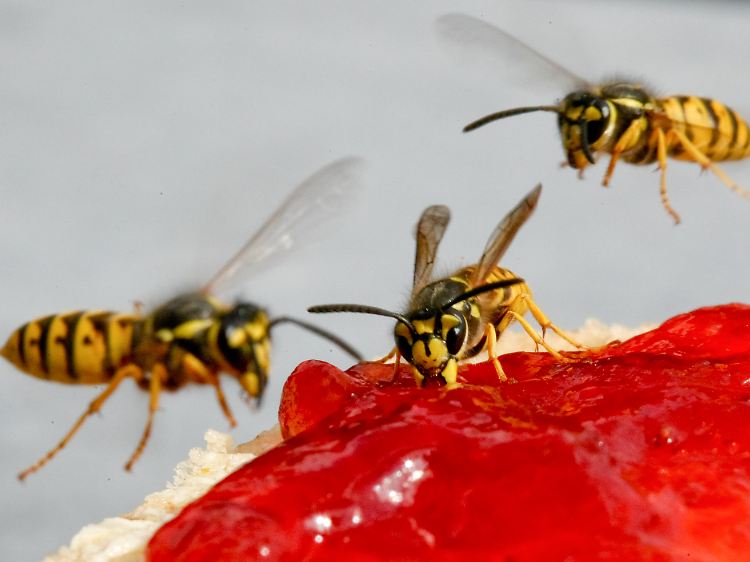 Wespen auf einem Brötchen mit Marmelade.