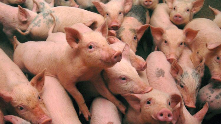 Schwein gehabt? Wohl eher nicht: Der Preis für Schweinefleisch ist in China exorbitant gestiegen.