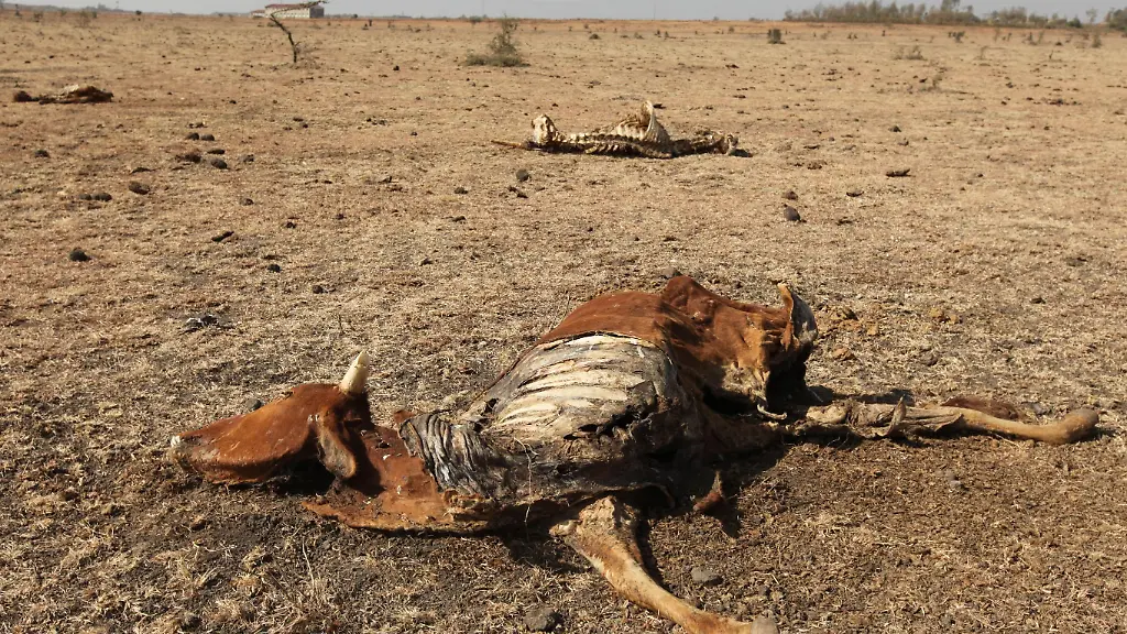 KENYA-DRAUGHT-XSA102-jpg7444588844267668341