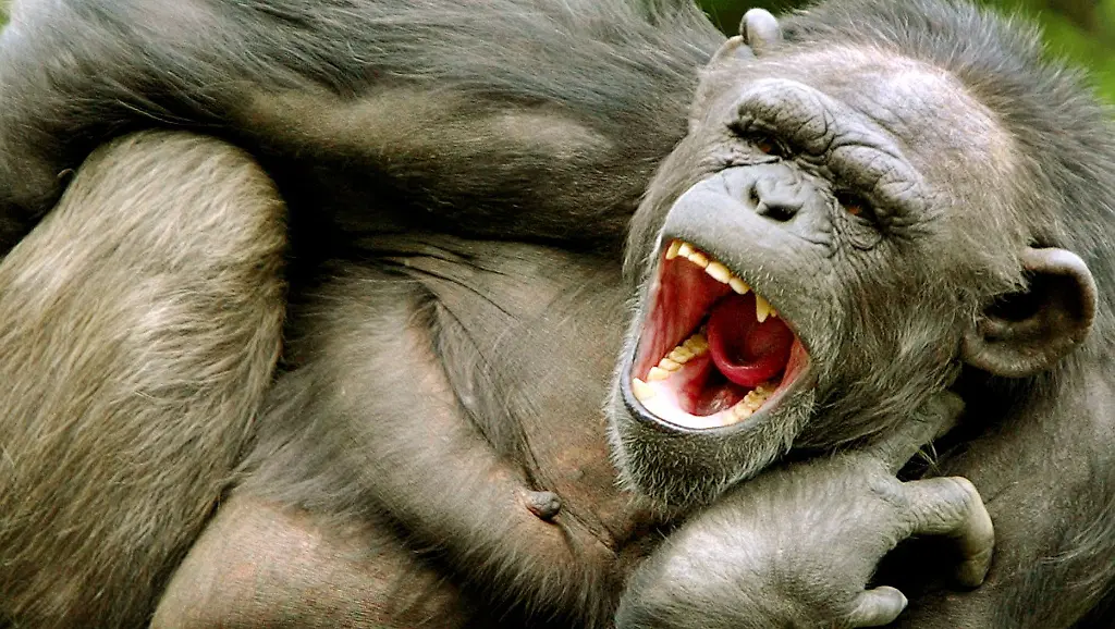 gaehnender-schimpanse