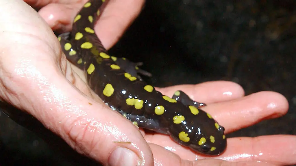 salamander