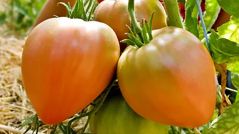 Preiswerte Alternative zum Kunstdnger: Urin ist toller Tomatendnger -  ntv.de