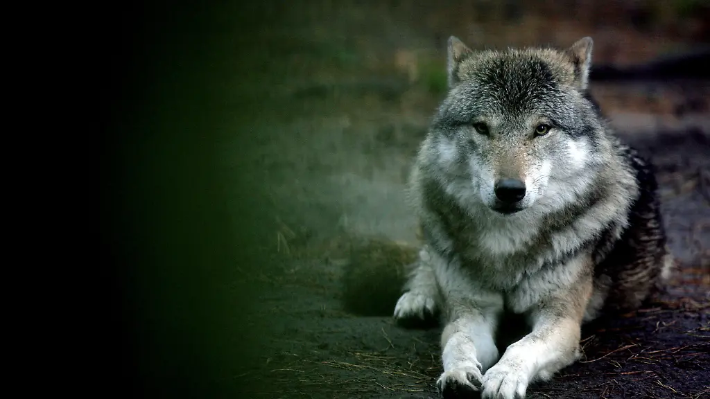 wolf-wildpark