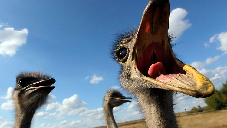 Der Vogel war wahrscheinlich größer als ein Strauß.