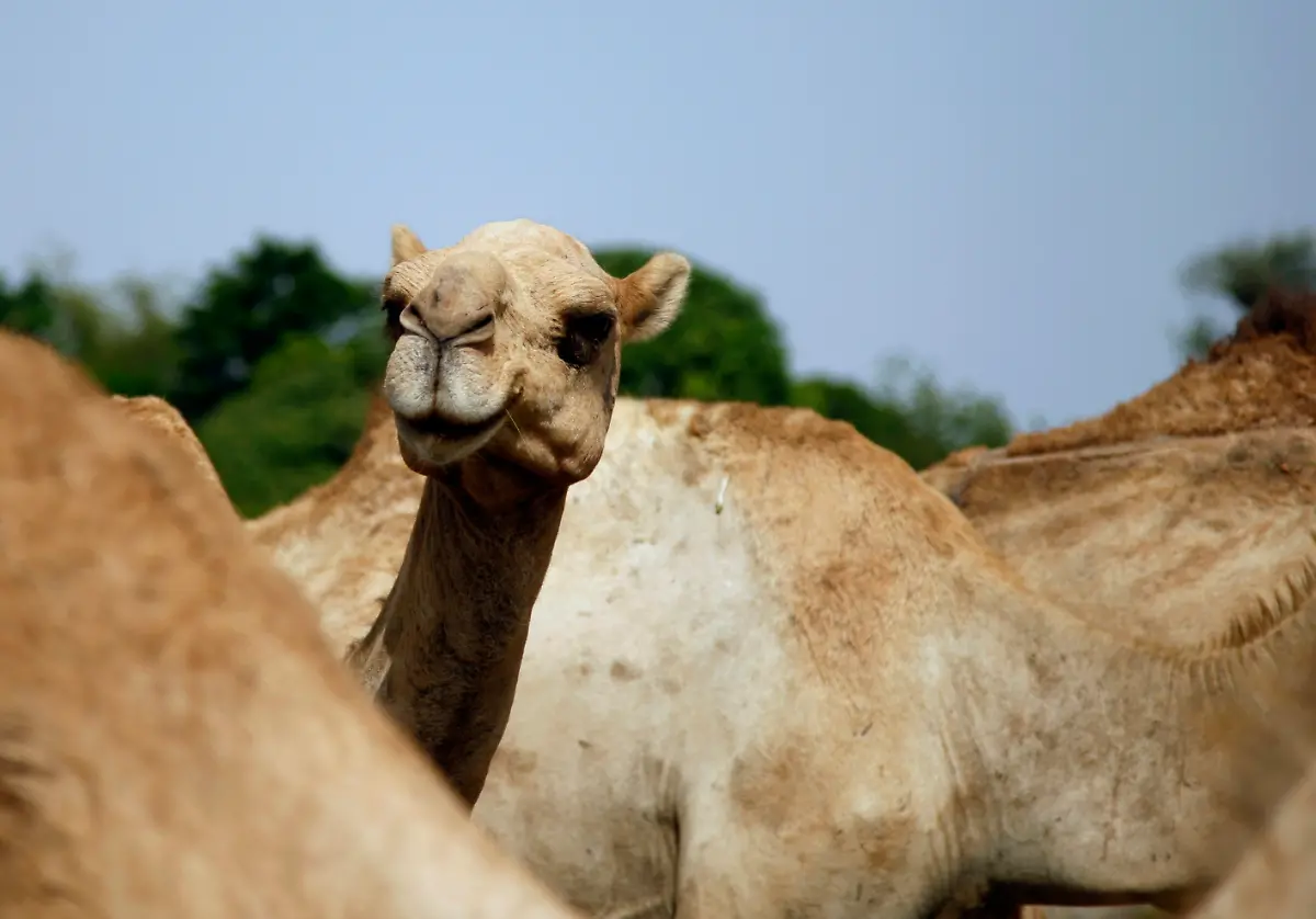 kamel
