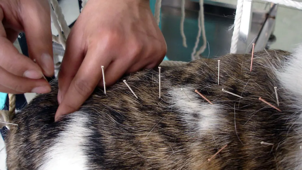Akupunktur