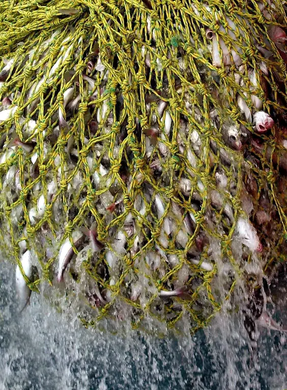 kabeljau-ueberfischung