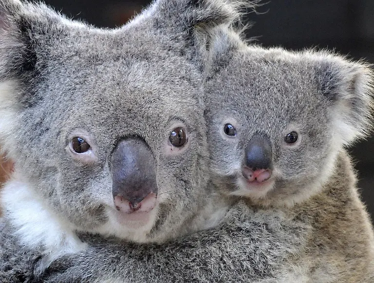 koalas