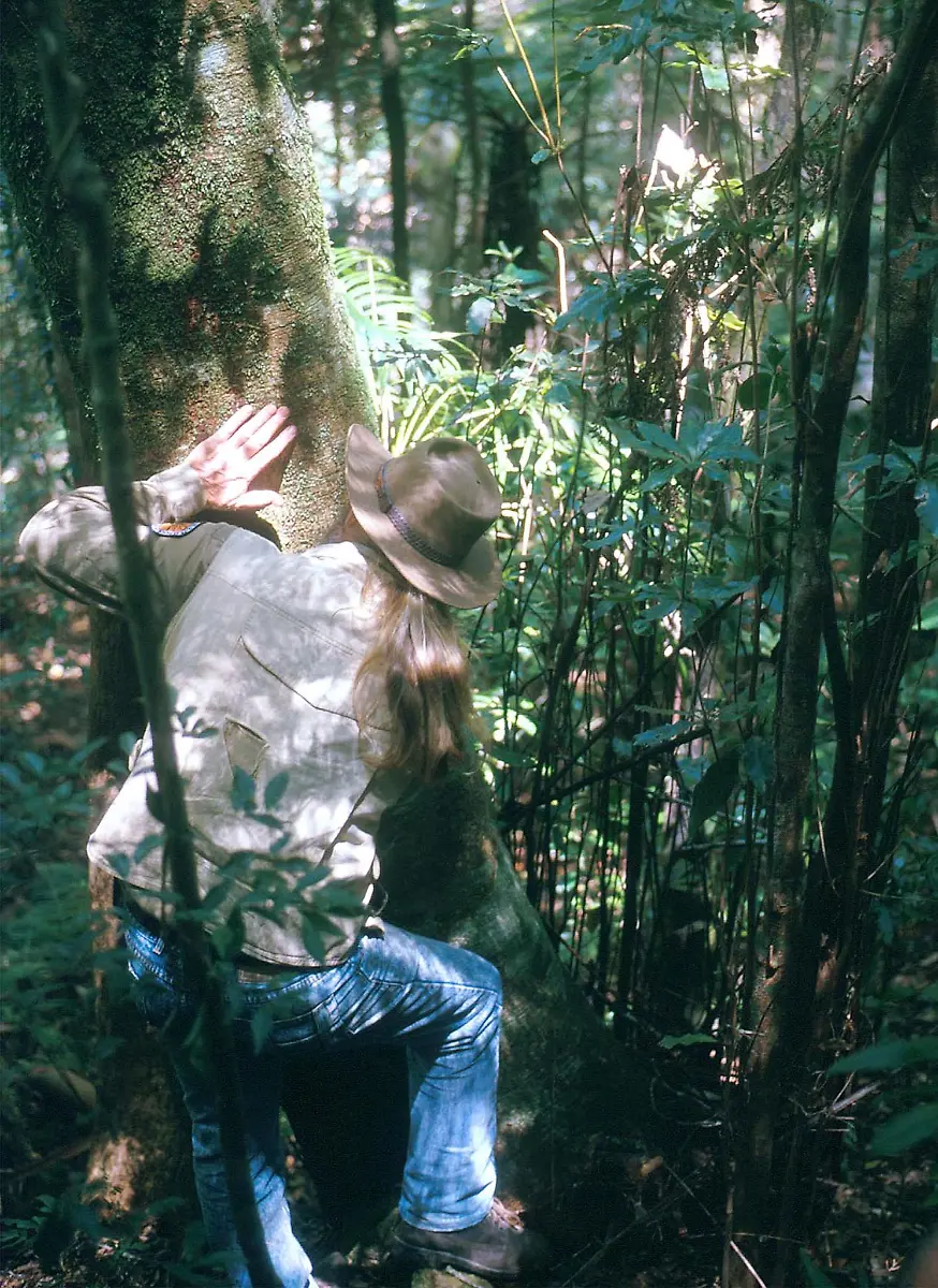 Australien-Baum-Wald