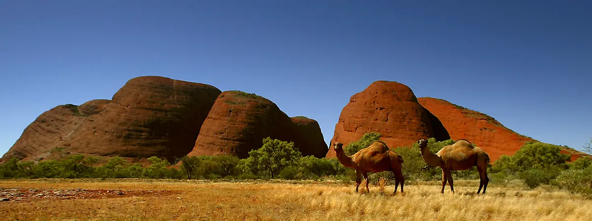 australien-kamele-felsen-the-olgas-zentralaustralien