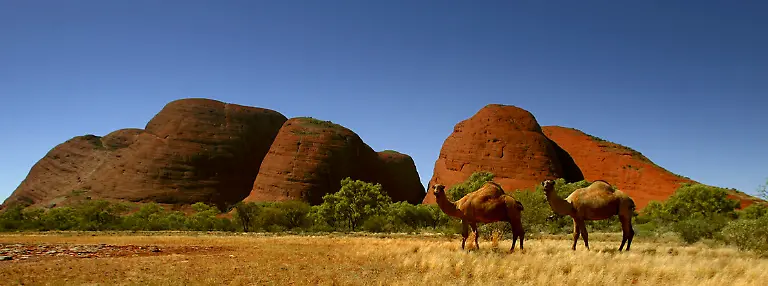 australien-kamele-felsen-the-olgas-zentralaustralien