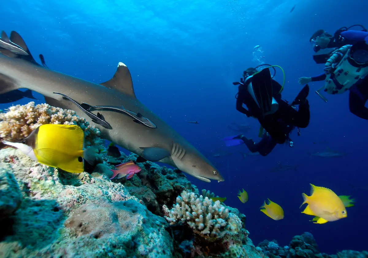great-barrier-reef-hai