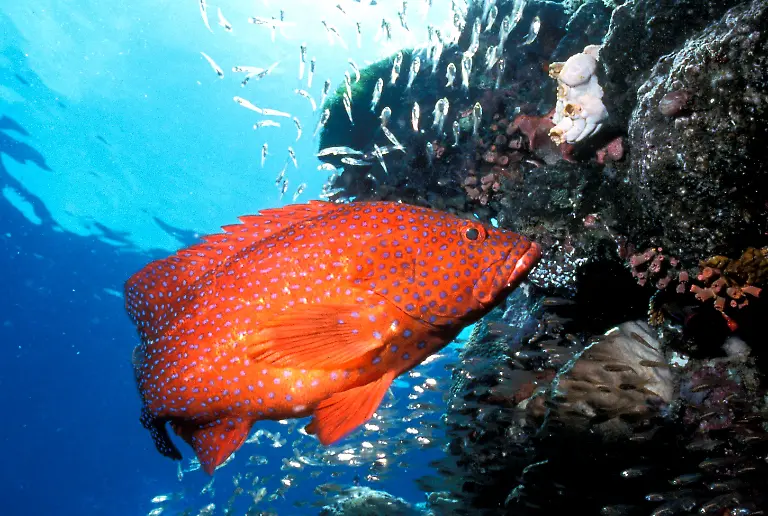 great-barrier-reef-fisch