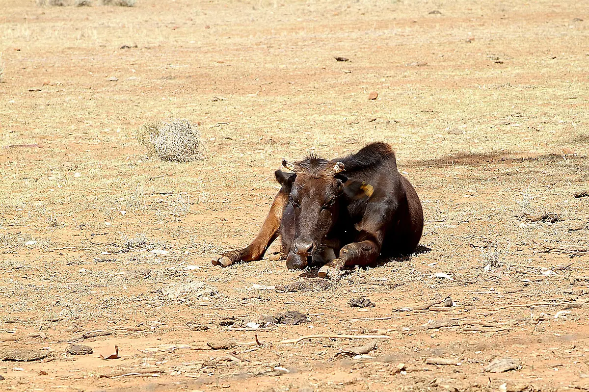 Australien-kuh-duerre