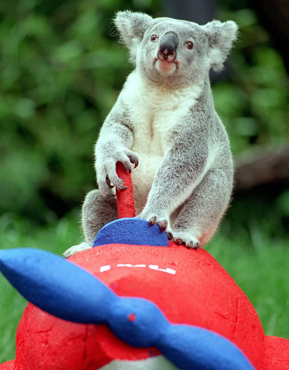 koala-Flugzeug